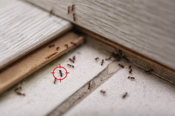 Best Local Pest Control Services  in Valley Center, KS