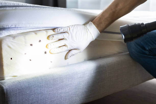 Best Ant Control Services  in Valley Center, KS
