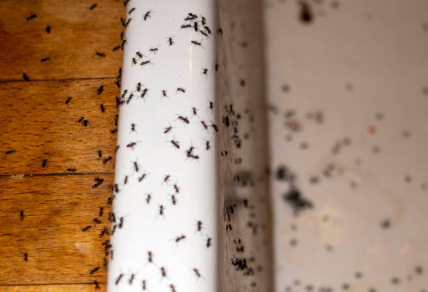 Best Termite Control Services  in Valley Center, KS