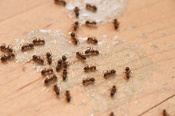  Valley Center, KS Pest Control Pros