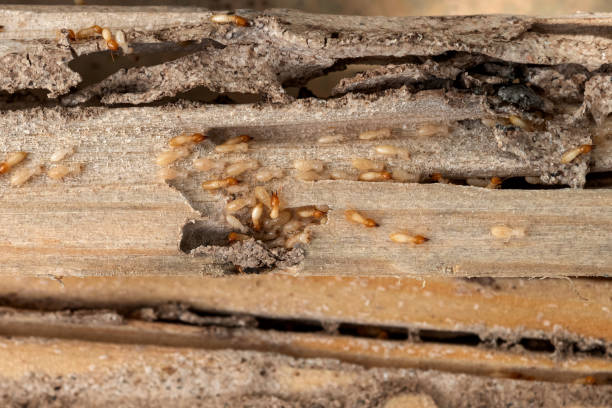 Best Mosquito Control Services  in Valley Center, KS